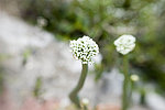 Click to see DSC_0228.jpg