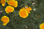 Click to see DSC_0231.jpg