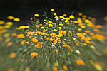 Click to see DSC_0237.jpg