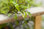 Click to see DSC_0243.jpg