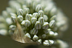 Click to see DSC_0244.jpg