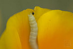 Click to see DSC_0246.jpg