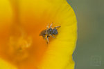 Click to see DSC_0247.jpg