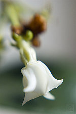 Click to see DSC_0395.jpg