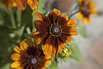 Click to see DSC_0398.jpg