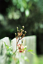 Click to see buds.jpg