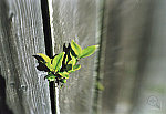 Click to see fence.jpg