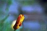 Click to see furled.poppy.jpg