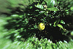 Click to see lemon.jpg