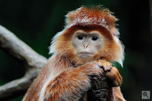 Image reproduced by permission of Nikon Inc.