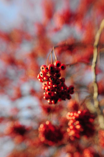 A sample Lensbaby photo taken by DPA Instructor David Sanders. Photo provided by Lensbaby Inc. Click for a bigger picture!