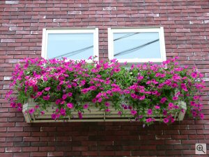 Sample photo from Fuji's FinePix S5000 digital camera. Courtesy of Fuji, Click here to see the original image on Fuji's website!