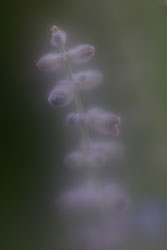 Example image before processing using Kubota Creative Tools' Lensbaby Pak. Photo provided by Kubota Image Tools. Click for a bigger picture!