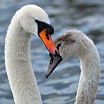 February 2006 POTM Winner