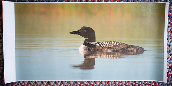 Epson P800 Review -- Canvas Print