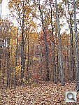 Click to see YIMG_0055.JPG