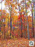 Click to see YIMG_0057.JPG