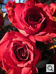Click to see YIMG_0051.JPG