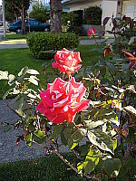 Click to see DSCF0410.JPG