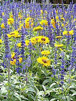 Click to see YDSCF0327.JPG