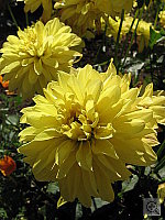 Click to see YIMG_0917.JPG