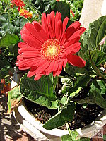 Click to see YIMG_0918.JPG