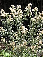 Click to see YIMG_0920.JPG