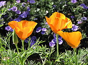 Canon PowerShot A410 digital camera image