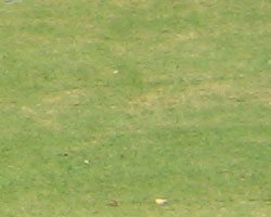 Canon PowerShot A410 digital camera image