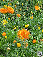 Click to see YIMG_0256.JPG