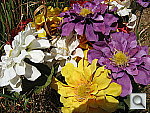 Click to see YIMG_0173.JPG