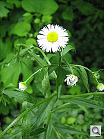 Click to see YIMG_0202.JPG