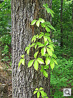 Click to see YIMG_0206.JPG