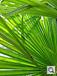 Click to see YIMG_0027.jpg