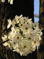 Click to see YA510IMG_0617.JPG