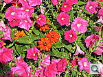 Click to see YIMG_0437.JPG