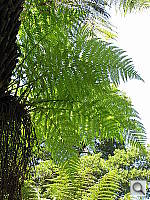 Click to see YIMG_0305.JPG