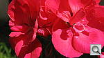 Click to see YIMG_0334.JPG