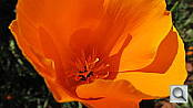 Canon PowerShot digital camera image