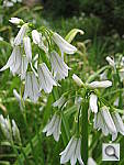 Click to see YIMG_0006.JPG