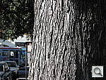 Click to see YIMG_0029.JPG