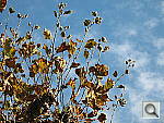 Click to see YIMG_0382.JPG