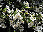 Click to see YIMG_0309.JPG