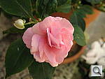 Click to see YIMG_0311.JPG