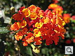 Click to see YIMG_0314.JPG