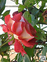 Click to see YIMG_0320.JPG