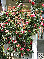 Click to see YIMG_1091.JPG