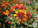 Click to see YIMG_0001.JPG