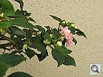 Click to see YIMG_0003.JPG
