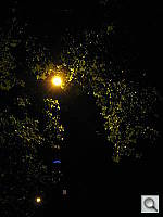 Click to see YIMG_0312.JPG